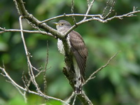 Indian Cuckoo  - Phuket