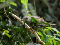 Indian Cuckoo  - Phuket