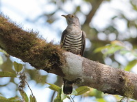Indian Cuckoo  - Khao Luang Krung Ching NP