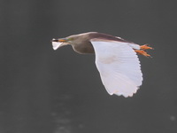 Indian Pond Heron  - Phang Nga