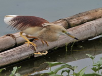 Indian Pond Heron  - Laem Pak Bia