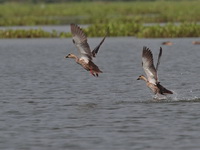 Indian Spot-billed Duck  - Chiang Saen