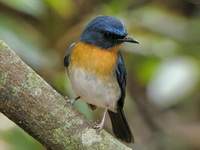 Indochinese Blue Flycatcher - male  - Khao Pra Bang Khram WS
