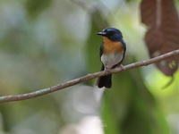 Indochinese Blue Flycatcher - male  - Tiger Temple