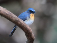 Indochinese Blue Flycatcher - male  - Kaeng Krachan