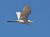 Intermediate Egret  - Thale Noi