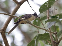 Jacobin Cuckoo - juvenile  - Thai Muang