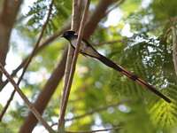 Japanese Paradise Flycatcher - male  - Koh Man Nai