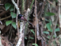 Japanese Paradise Flycatcher - male  - Bala