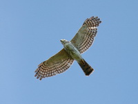 Japanese Sparrowhawk - juvenile  - Chumphon