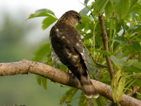 Japanese Sparrowhawk - juvenile  - Phuket