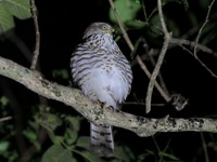 Japanese Sparrowhawk - juvenile  - Phuket