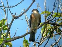Japanese Sparrowhawk - male  - Phuket