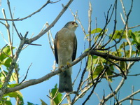 Japanese Sparrowhawk - male  - Phuket