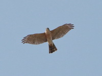 Japanese Sparrowhawk - male  - Khao Sam Roi Yot NP