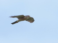 Japanese Sparrowhawk - male  - Chumphon