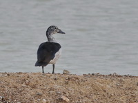 Knob-billed Duck - female  - Phetchaburi