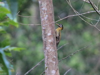 Laced Woodpecker - female  - Khao Yai NP