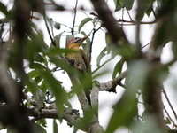 Laced Woodpecker - male  - Khao Yai NP