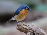 Large Blue Flycatcher - male  - Sri Phang Nga NP