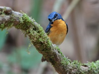 Large Blue Flycatcher - male  - Sri Phang Nga NP