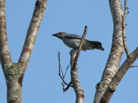 Large Cuckoo-shrike  - Mae Wong NP