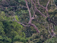 Large Green Pigeon  - Mu Koh Surin NP