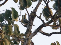 Large Green Pigeon  - San Kala Khiri NP