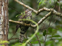 Large Hawk-Cuckoo - juvenile  - Phuket