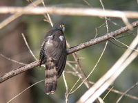 Large Hawk-Cuckoo - juvenile  - Phuket