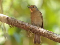 Large Niltava - female  - Doi Lang