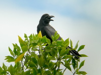 Large-billed Crow  - Phuket