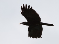 Large-billed Crow  - Khao Sok NP