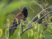Lesser Coucal - adult breeding  - Phuket