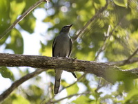 Lesser Cuckooshrike - female  - Phuket
