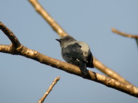 Lesser Cuckooshrike - male  - Thale Ban NP