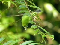 Lesser Green Leafbird - female  - Sri Phang Nga NP