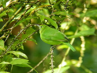 Lesser Green Leafbird - female  - Sri Phang Nga NP