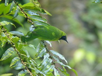 Lesser Green Leafbird - male  - Sri Phang Nga NP
