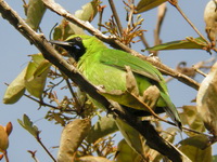 Lesser Green Leafbird - male  - Ton Pariwat WR