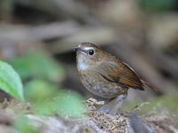 Lesser Shortwing  - Mae Wong NP