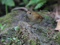 Lesser Shortwing  - Mae Wong NP