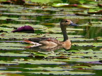 Lesser Whistling Duck  - Phuket
