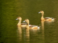 Lesser Whistling Duck  - Trang