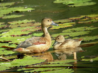 Lesser Whistling Duck  - Phuket