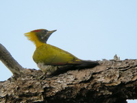 Lesser Yellownape - female  - Nam Nao NP