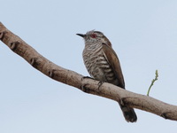 Little Bronze Cuckoo  - Bang Phat