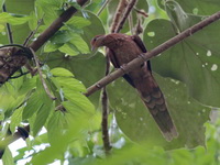 Little Cuckoo-Dove  - Kaeng Krachan NP