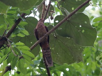 Little Cuckoo-Dove  - Kaeng Krachan NP