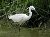 Little Egret - Breeding  - Phang Nga